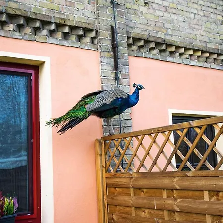 Ferienwohnung Fur Zwei Mit Terrasse Und Garten In Apartment *